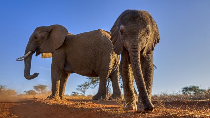 Protest u Keniji nakon što su slonovi usmrtili četiri osobe za nedelju dana