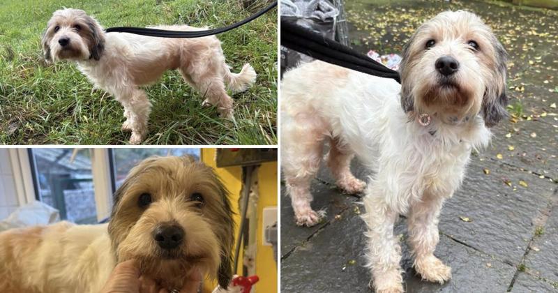 'Affectionate' dog who was abandoned on the streets searching for home
