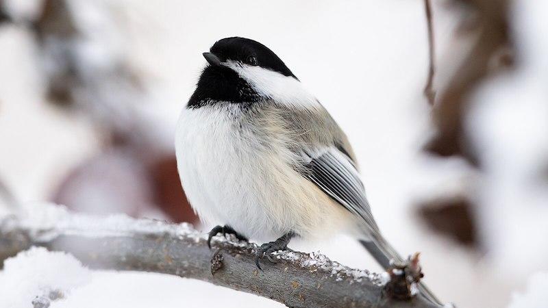 A Holiday Miracle Of Sorts: 32 Years Ago This Month, Chickadees Changed My Life – OpEd
