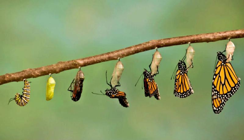 Choice and Change (Vayigash, Covenant & Conversation)