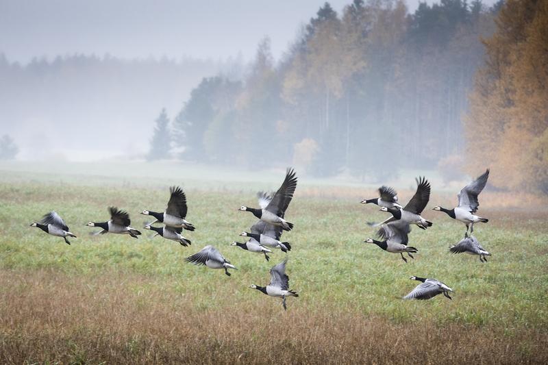 Erä | Lukijalta: Virkamiesvalta ylitti kansanvallan valkoposkihanhien kohdalla