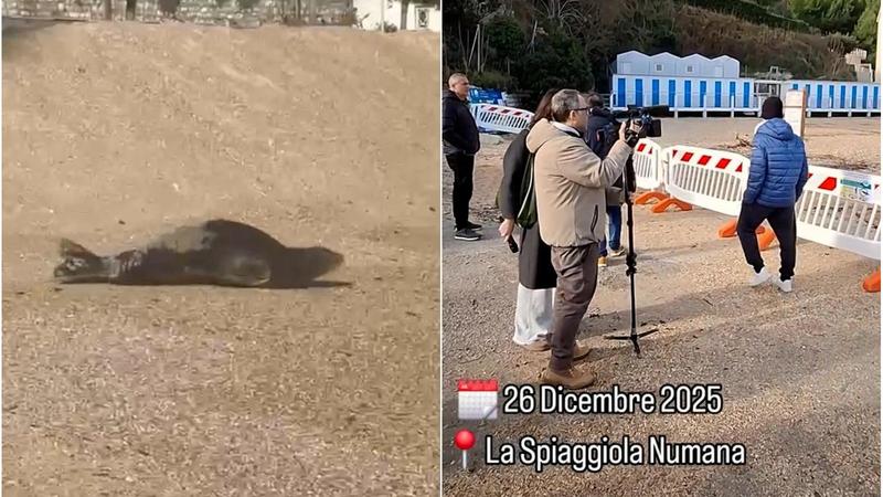 Foca monaca, transenne a Numana per proteggere il mammifero tra i 100 più minacciati al mondo