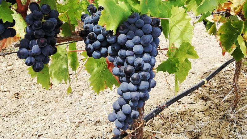 La roccia che potrebbe salvare la viticoltura dal riscaldamento globale