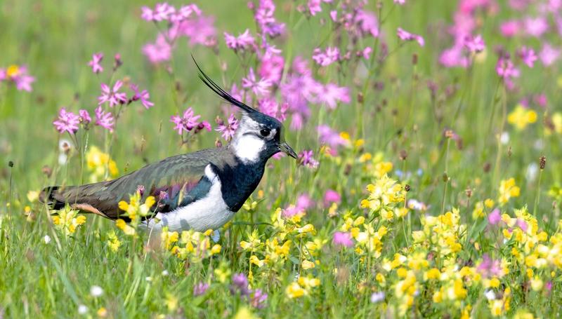 Umwelt- und Klimaschutz: Die Bundesregierung hat der Natur gerade den Krieg erklärt Umwelt- und Klimaschutz: Die Bundesregierung hat der Natur gerade den Krieg erklärt