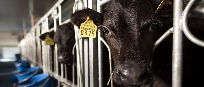 TAYLOR HAYNES: America’s Small Farmers Can Compete If We Let Them