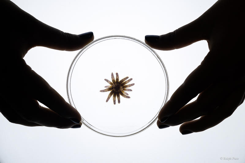 Sunflower star recovery project in California hits major milestone