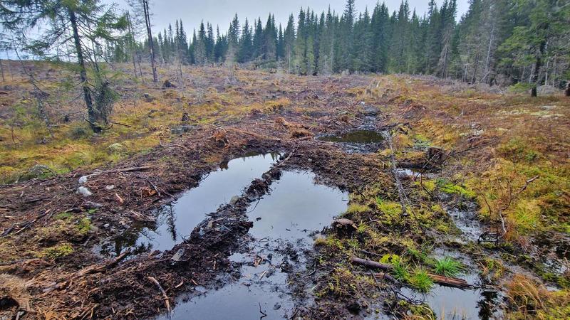 Hva vi mister når vi mister natur