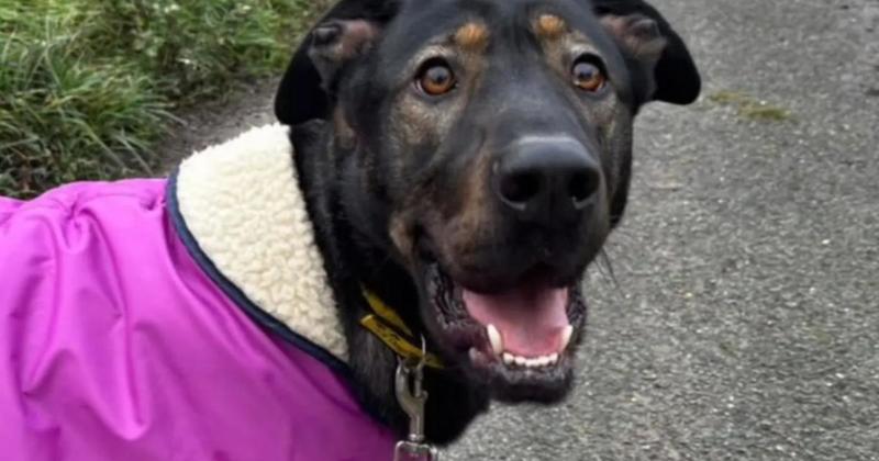 'Loveable cuddly boy' looking for new home