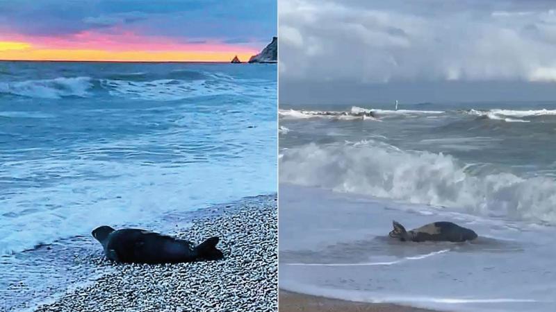 E’ scoppiata la “foca-mania”: ultima posizione a Portonovo, poi il drone non l’ha più vista