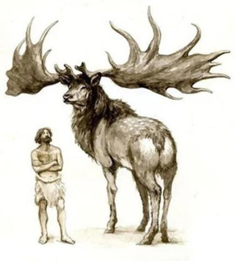 PHILOSOPHY: THE EXISTENTIAL ELK THEORY