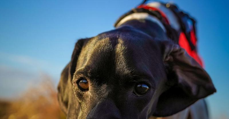 When Harm to Animals Becomes an Early Warning Sign