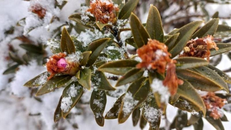 Fioriture tardive dei rododendri in quota: le foto da Lizzola - Video