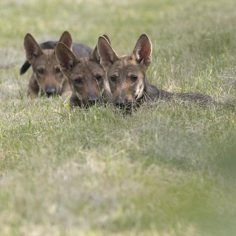 Lupi, segnalazioni quotidiane nel Ferrarese: presenza a cui abituarsi