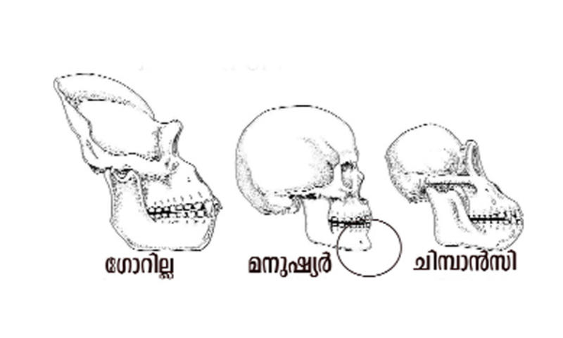 വിശ്വവിഖ്യാതമായ താടി ! വിശ്വവിഖ്യാതമായ താടി !