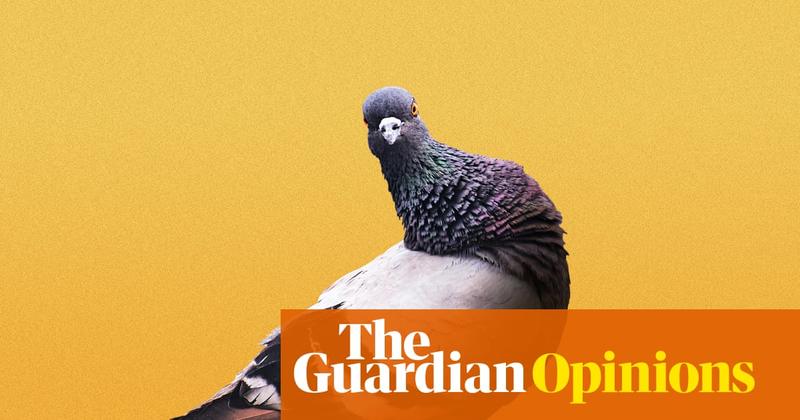 The hill I will die on: Pigeons are working-class heroes and deserve some respect
