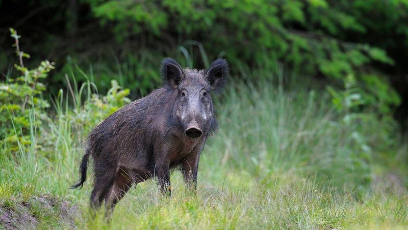 Muore dopo l’attacco di un cinghiale: era a caccia con gli amici