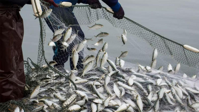 Yunanistan’ın “ucuz” balığı Türkiye’den