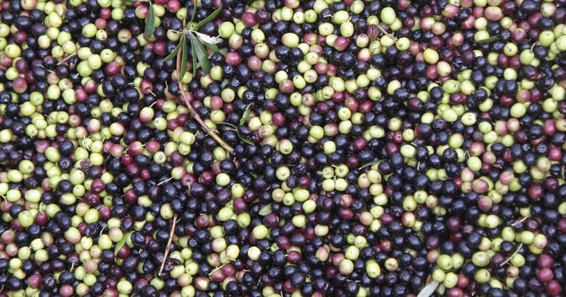 Καλή η παράταση για το ψηφιακό δελτίο αποστολής ελαιόκαρπου, αλλά δε φτάνει... Καλή η παράταση για το ψηφιακό δελτίο αποστολής ελαιόκαρπου, αλλά δε φτάνει...