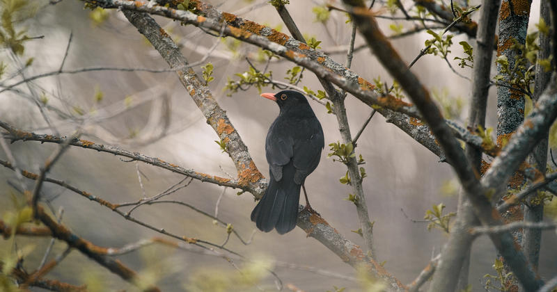 Grâce à l’interdiction des néonicotinoïdes, les oiseaux renaissent Grâce à l’interdiction des néonicotinoïdes, les oiseaux renaissent