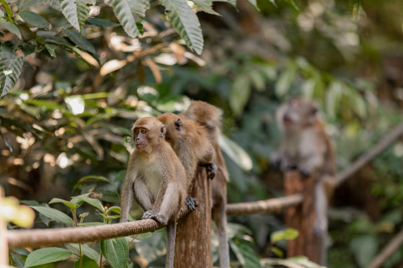 Canada’s role in the wild primate trade undermines public trust and scientific integrity Canada’s role in the wild primate trade undermines public trust and scientific integrity