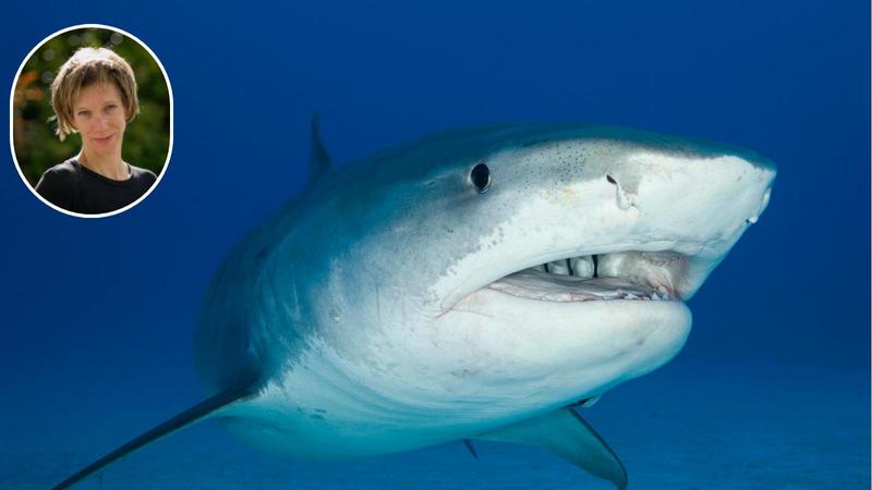 La triatleta Erica Fox attaccata e uccisa da uno squalo. I resti del corpo ritrovati su una spiaggia in California