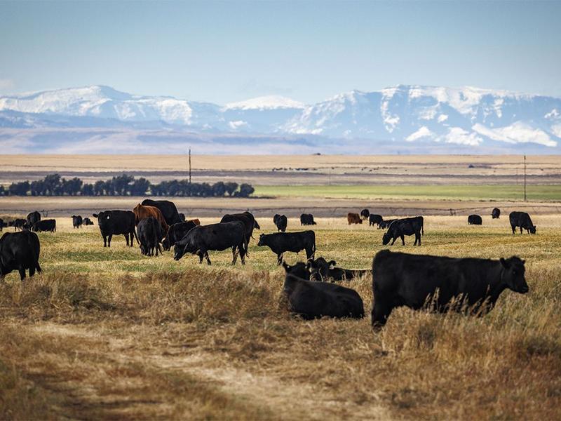Opinion: Animal health is key to national security and global diplomacy When we think of national security, we picture armies, borders and intelligence services. Rarely do we think of veterinarians. Yet, the health of our animals is as much a matter of national security as defending a border post.