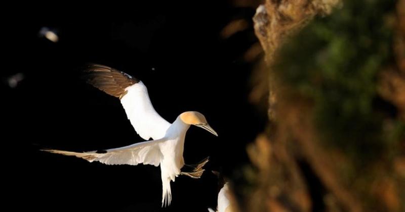 Calls to end 'barbaric' Scottish island hunt that kills hundreds of gannets