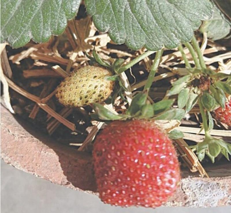 GARDENING: HARVESTING THE RED JEWEL