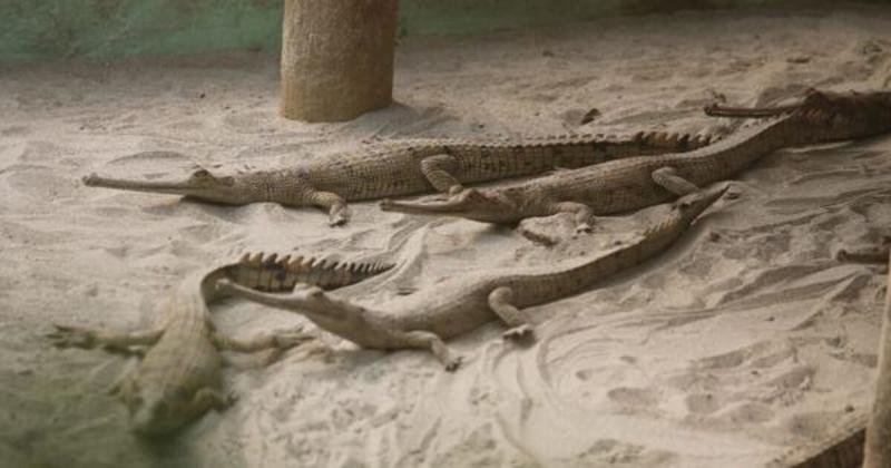 Night safari plan in Lucknow reserve threatens gharials, other amphibian and reptile species