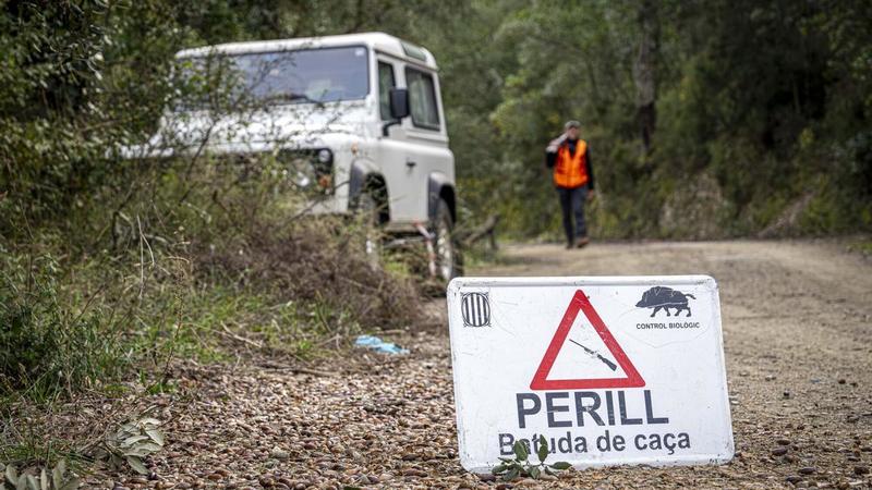 La peste porcina africana suma ya 47 jabalíes muertos, todos ellos en la zona cero de Cerdanyola