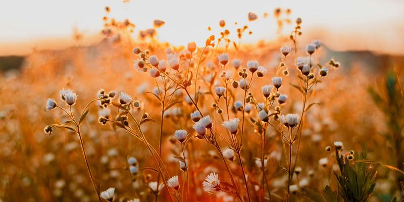 A modest sustainable development proposal – Give back to Mother Earth