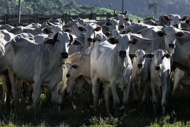 Pecuária brasileira esteve à beira do colapso no ano passado