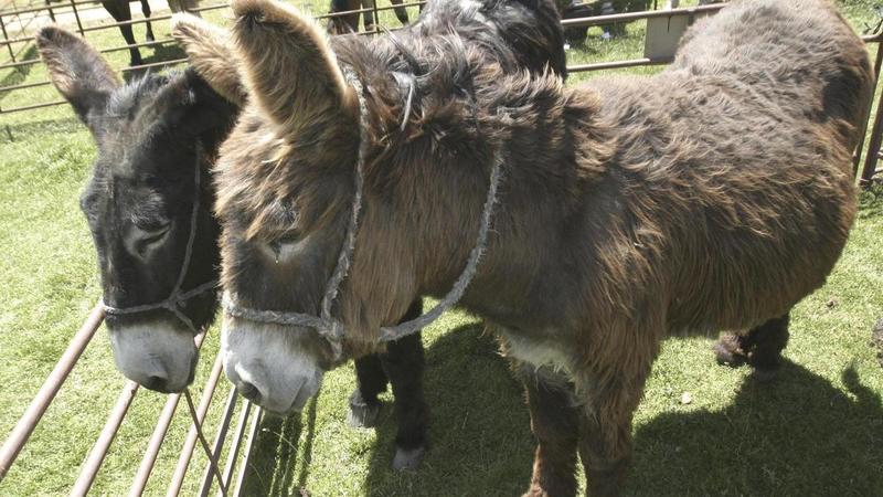 Trump y el burro zamorano