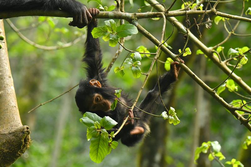 Risks young chimps take as they swing through the trees underscore role of protective parenting in humans