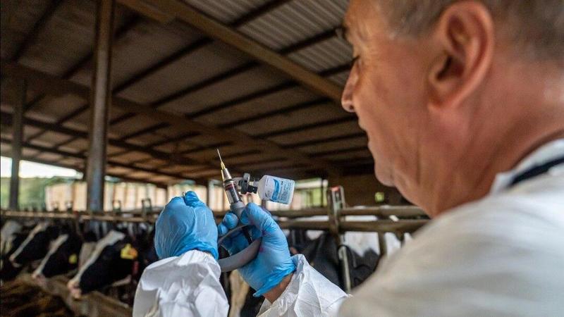 Reaparece en Girona la dermatosis, el virus que afecta a las vacas y que iba a darse por finiquitado este jueves