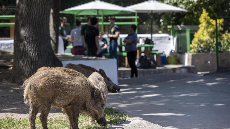 Catalunya pone en marcha la Taula del Senglar, el órgano que debe reducir la población de jabalíes a la mitad