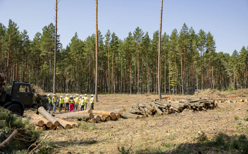 Best of 2025 - A smart productivity play: Stop subsidising loss-making native forest logging