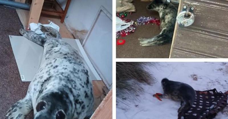 Seal pup rescued from doomed Norfolk clifftop shed on demolition day