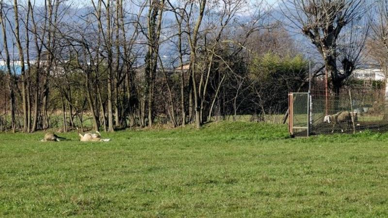 Lupi a Bonate Sotto, uccise 5 pecore