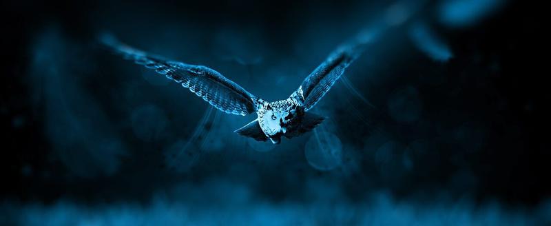 Die Eule der Minerva oder vom Sinn des Fliegens in der Dämmerung