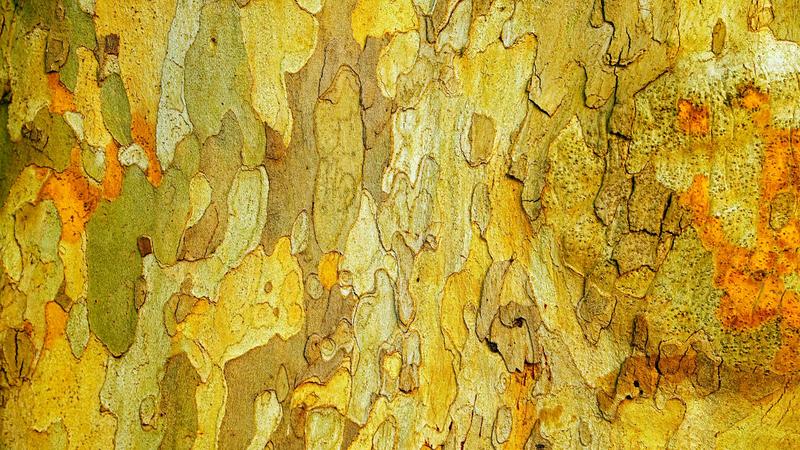 We discovered microbes in bark ‘eat’ climate gases. This will change the way we think about trees