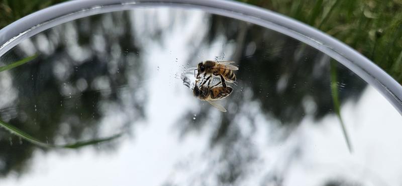 Can we use bees as a model of intelligent alien life to develop interstellar communication?