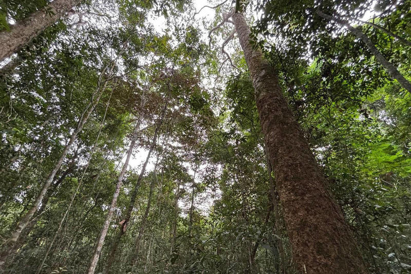 Brasil sem Amazônia seria mais quente, seco e vulnerável, alerta ciência