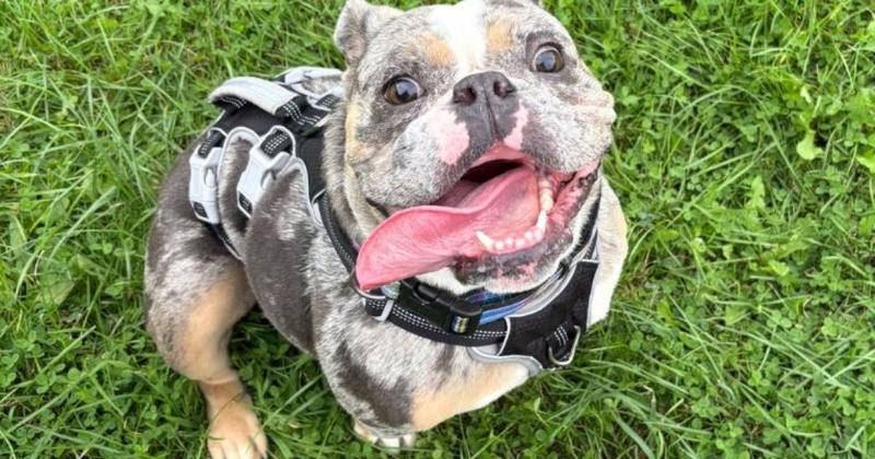Bulldog with 'huge personality' in need of forever home in Norfolk