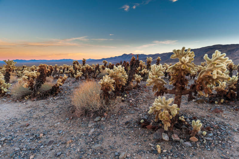 Joshua Tree announces closure of 2 popular trails through spring