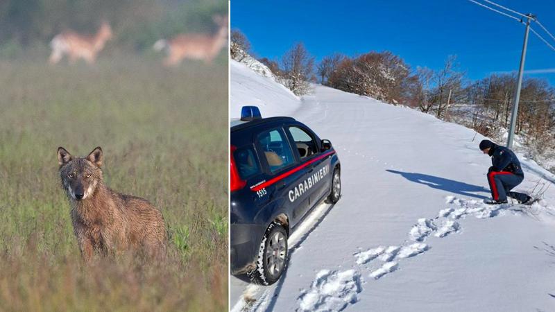 Carabinieri sulle tracce dei lupi, trovati i varchi nel perimetro dell’aeroporto di Rimini: via al monitoraggio del Fellini