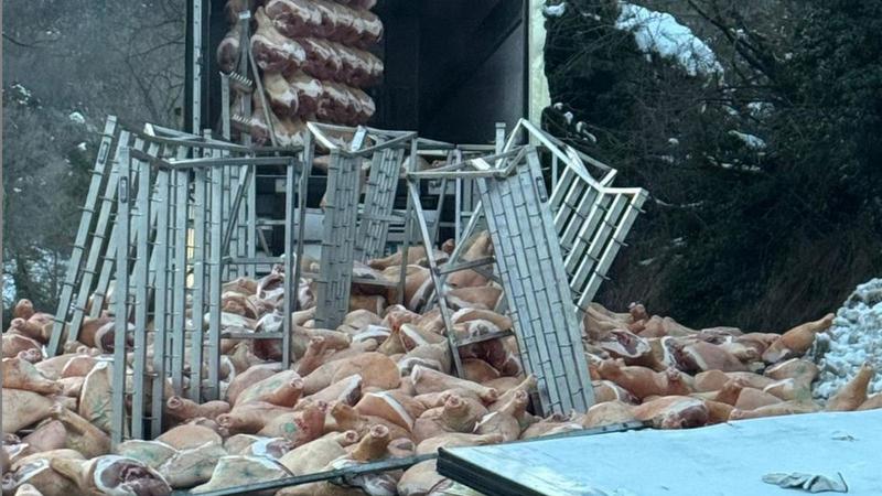 Settecento prosciutti in strada, andavano a maturare a Carpegna