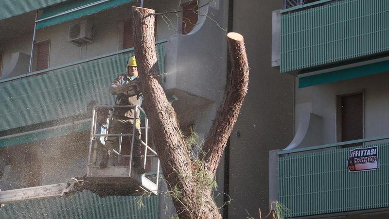 Motoseghe in azione, abbattuti 9 pini in viale Romagna: l’ira del comitato