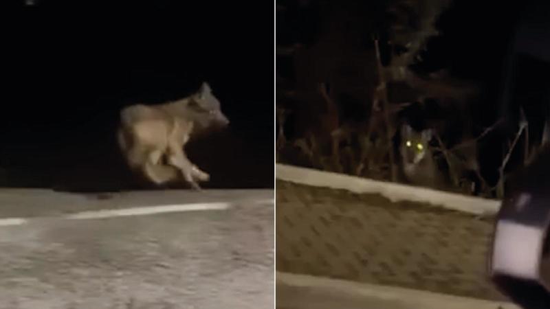 Lupi in città, nuovi avvistamenti e video sui social: l’allarme si allarga. “Abbiamo paura di uscire la sera coi nostri cagnolini” /