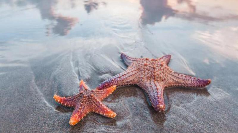 Tragedia al largo della Scozia: strage di stelle marine. Le possibili cause